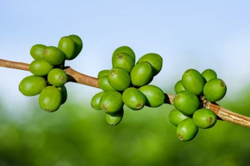 pure green coffee beans and weight loss